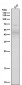 Anti-CXCR4 Monoclonal Antibody
